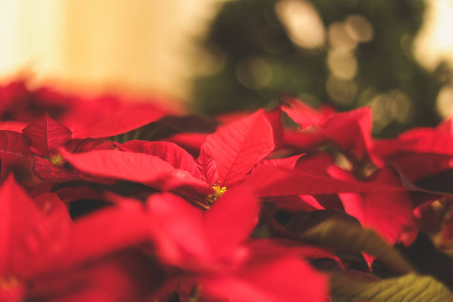 Lovely Red Poinsettia Wallpaper