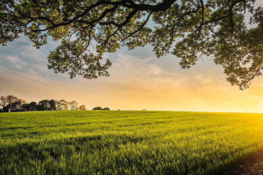 Lovely Wheat Farm Under The Tree At Sunrise Wallpaper