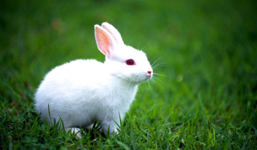 Lovely White Bunny Wallpaper