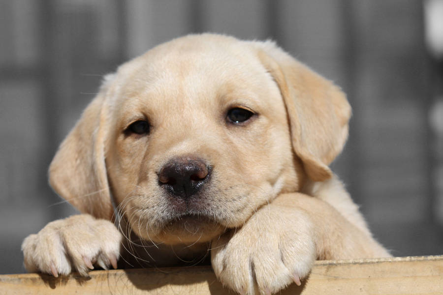 Lovely White Labrador Puppy Wallpaper