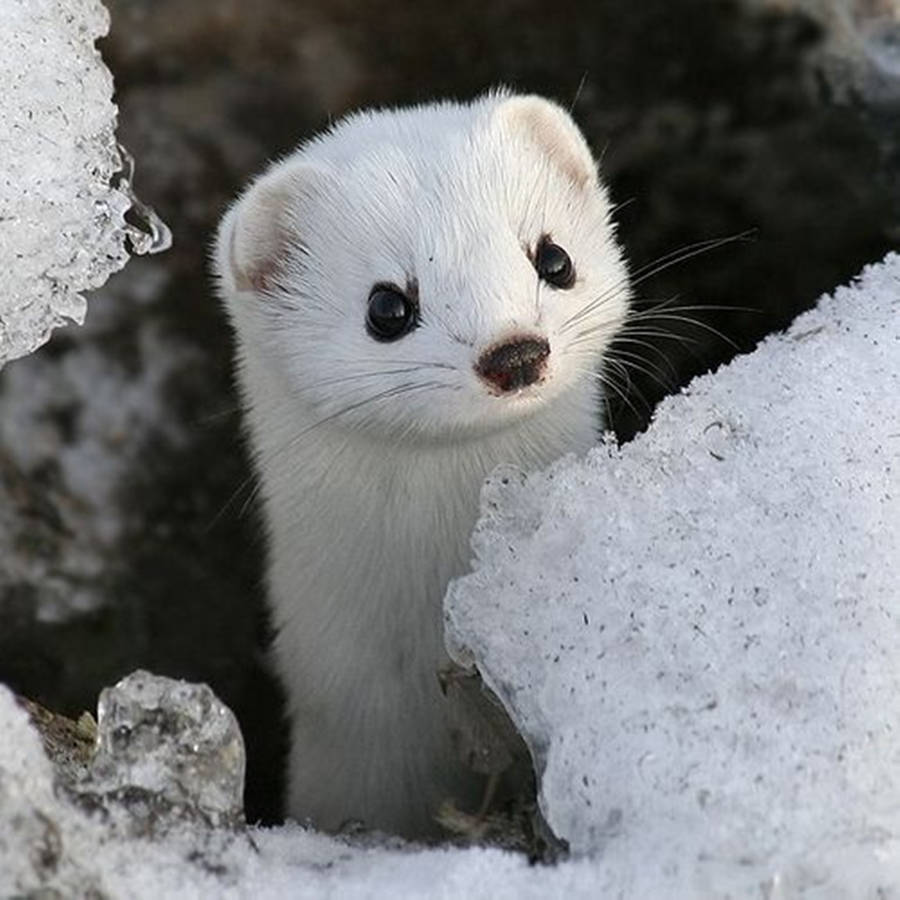 Lovely White Mink With Wide Eyes Wallpaper