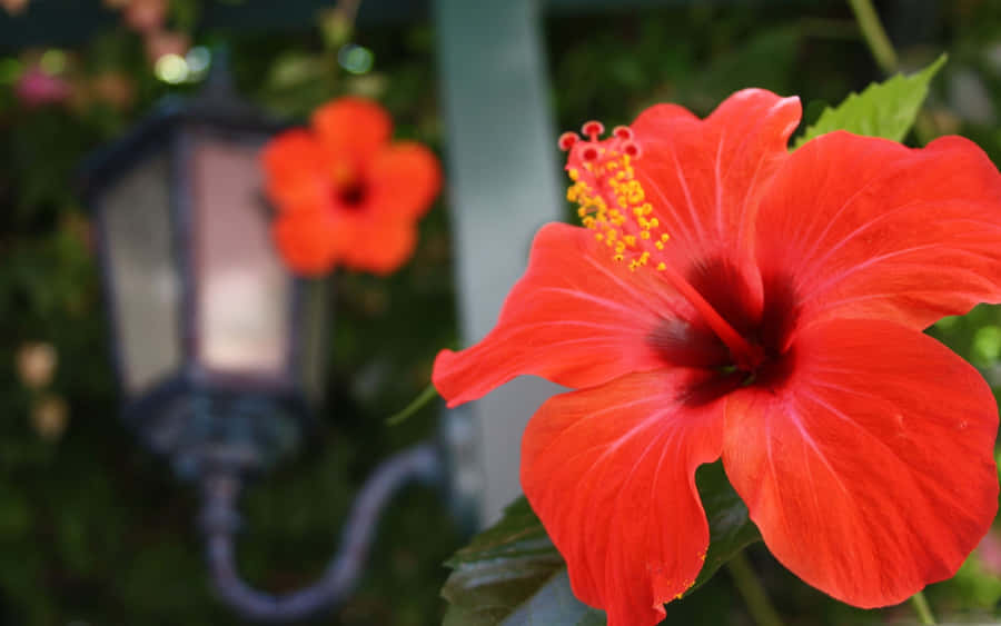 Low Angle Orange Hibiscus Flower Wallpaper