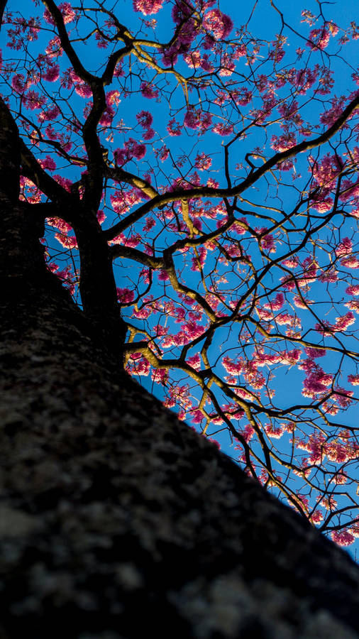 Low-angle Sakura Tree Wallpaper