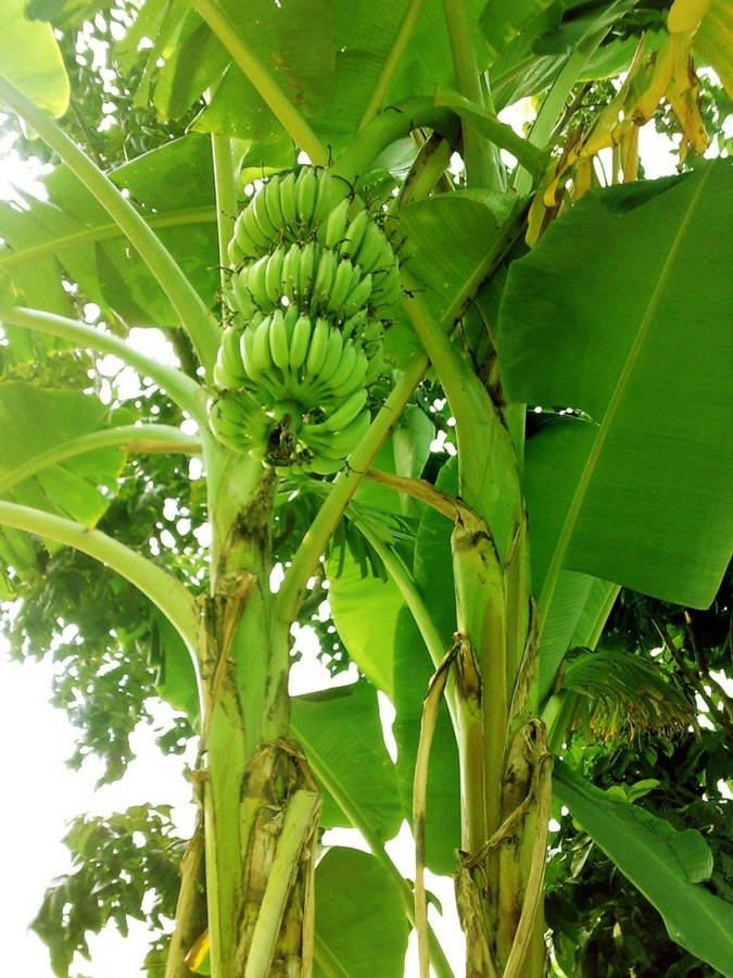 Low Angle View Of A Lush Plantain Herb Wallpaper