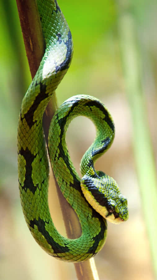 Lurking Beneath The Surface - An Up-close Look At A Cool Snake Wallpaper