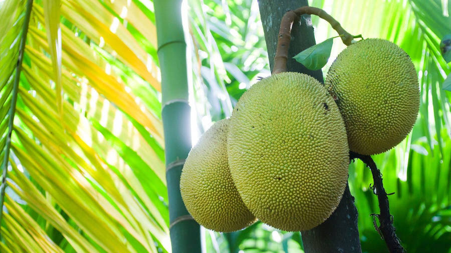 Lush Dwarf Jackfruit Tree Wallpaper