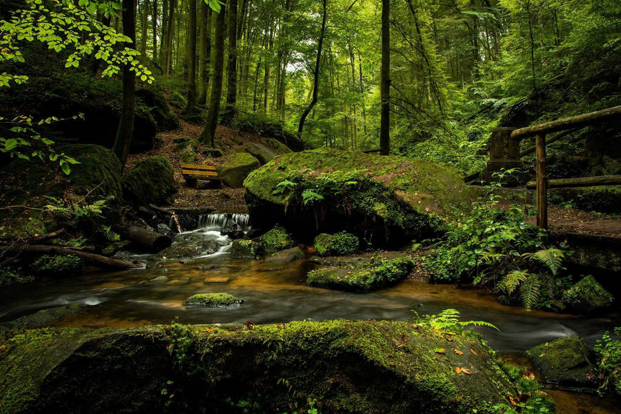 Lush Forest Stream Wallpaper