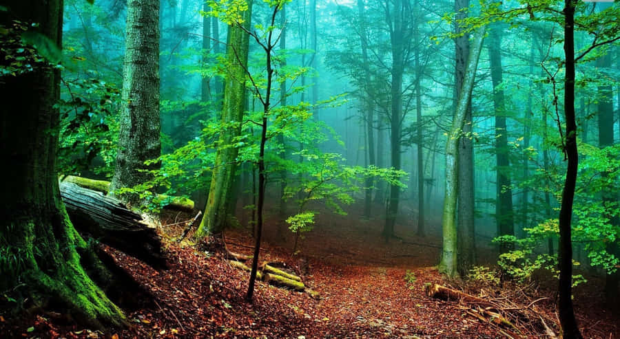 Lush Green Forest; A View Of Nature's Beauty Wallpaper