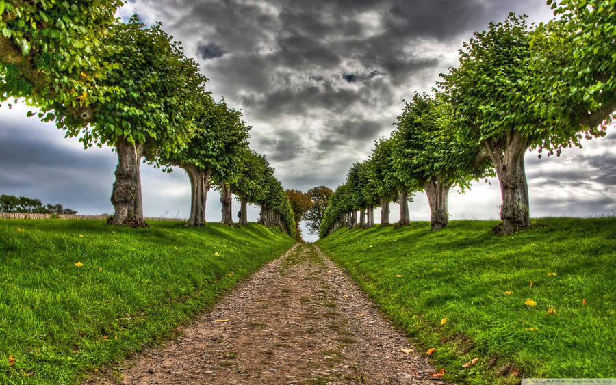 Lush Green Forest Pathway Wallpaper