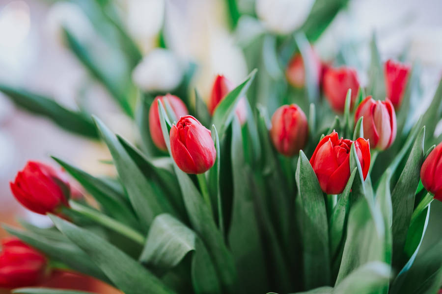 Lush Green Leaves Sheltering Vibrant Red Tulips Wallpaper