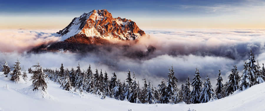 Lush, Green Rainforest In 4k Wallpaper