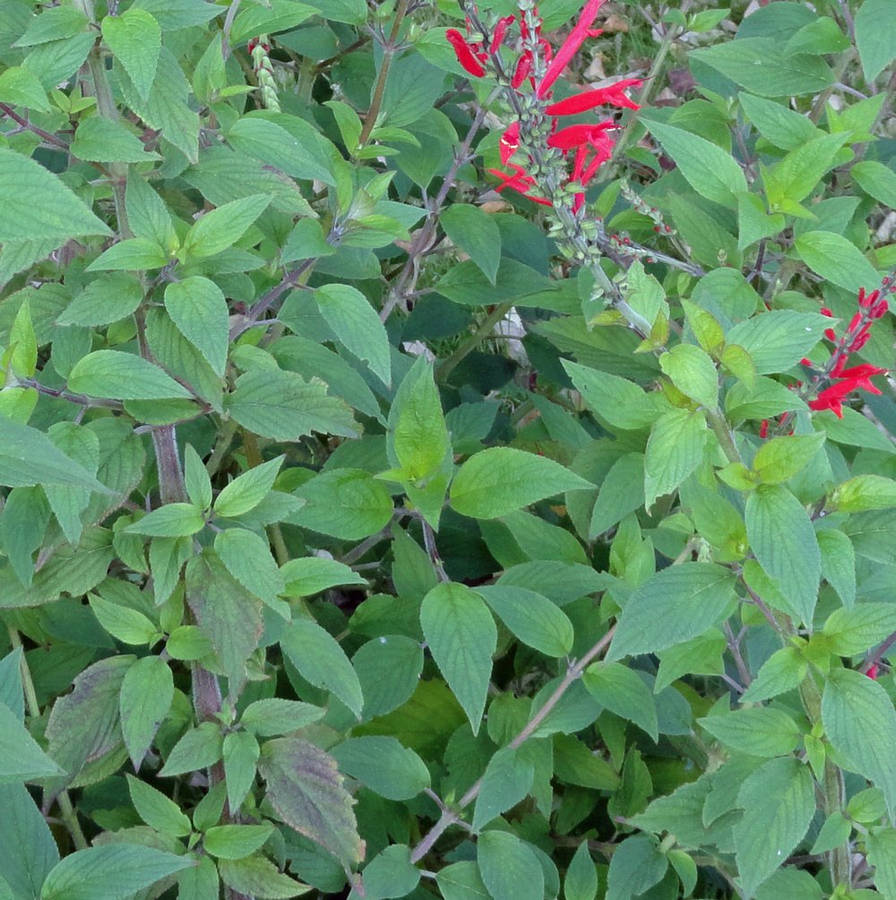 Lush Pineapple Sage Plant In Full Bloom Wallpaper