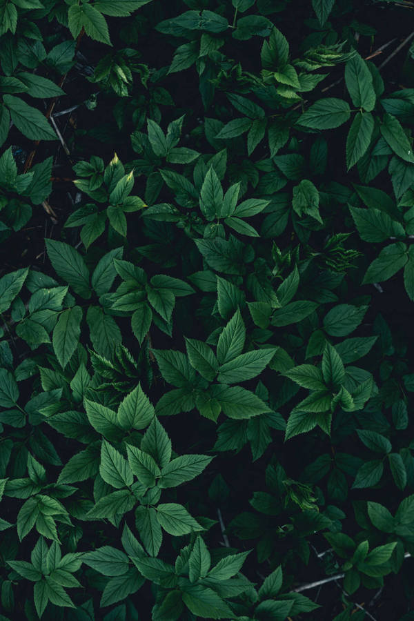 Lush Plant Leaves Green Iphone Wallpaper