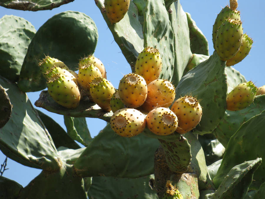 Lustrous Yellow Prickly Pear Cactus Bunch Wallpaper