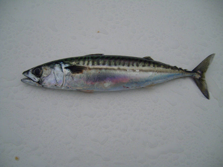 Mackerel Fish In White Wallpaper