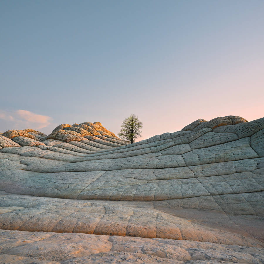 Macos Big Sur Lone Tree Wallpaper