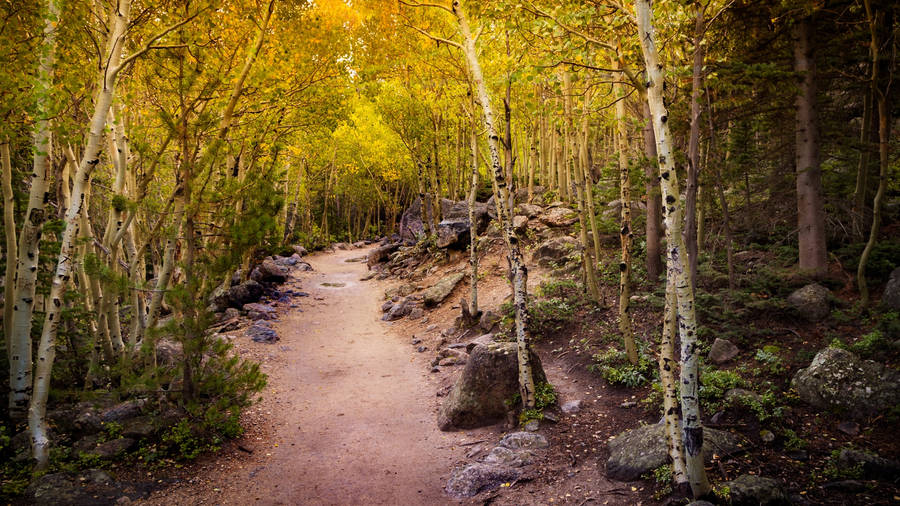 Macos Mojave Aspen Pathway Wallpaper