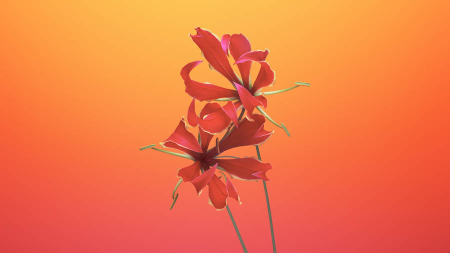 Macos Mojave Flame Lily Wallpaper