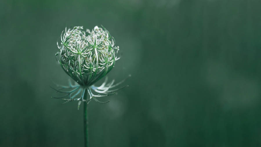 Macro Flower Photography Of Closed Bud Wallpaper