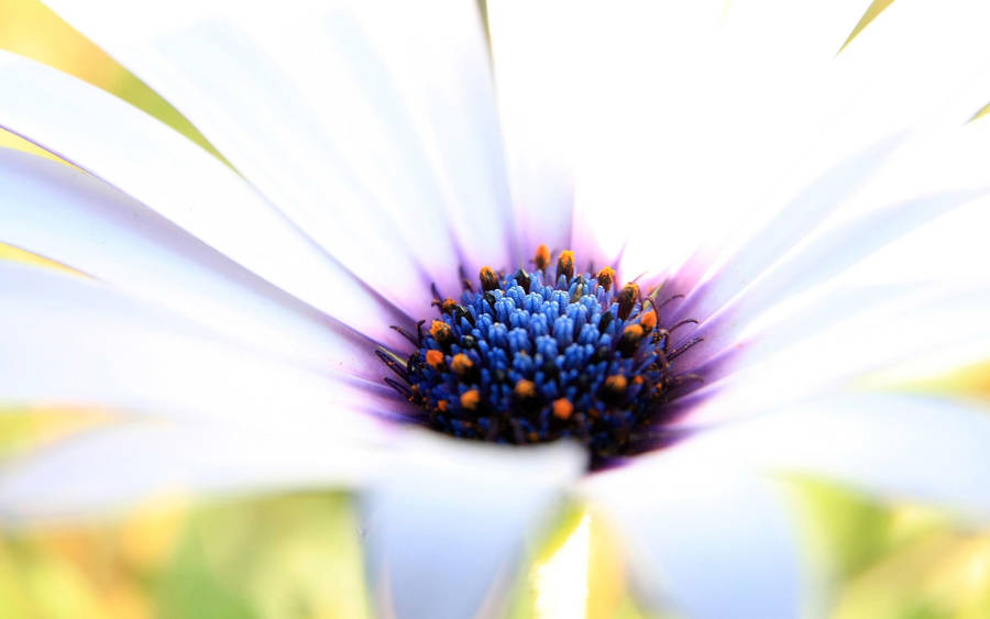 Macro Flower With Blue Orange Pollens Wallpaper