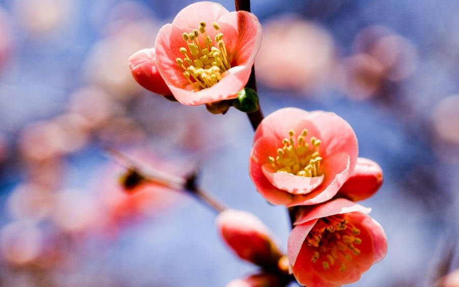 Macro Flower With Peach Petal Wallpaper