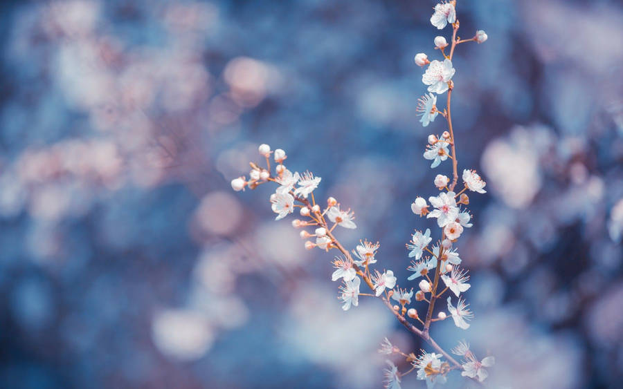 Macro Flower With Peach Stalks Wallpaper