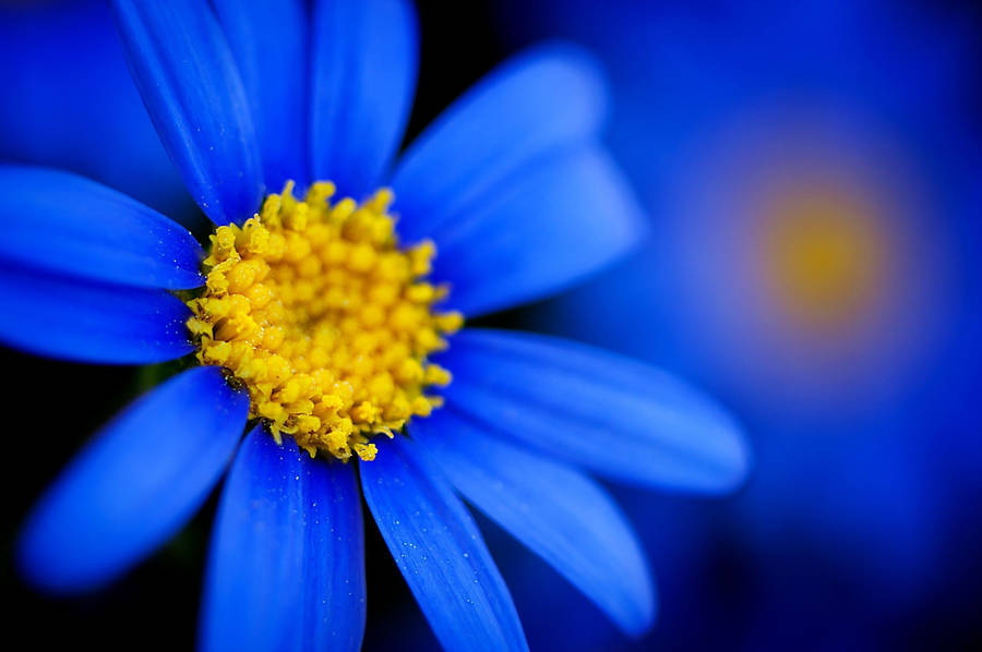 Macro Flower With Powdery Yellow Pollen Wallpaper