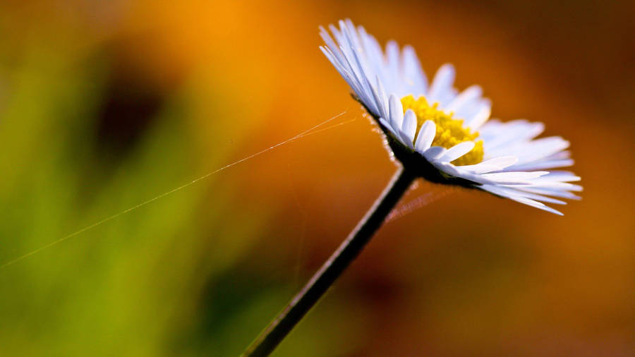 Macro Flower With Sticking Web Wallpaper