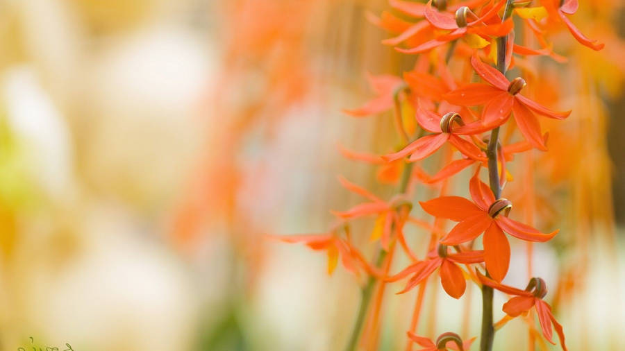 Macro Flower With Tangerine Orange Petals Wallpaper