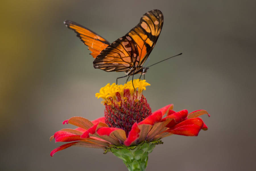 Macro Full Hd Butterfly Red Flower Wallpaper