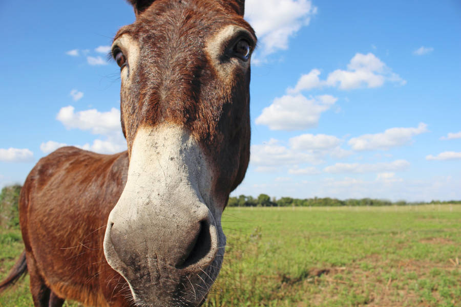 Macro Horse Face Wallpaper