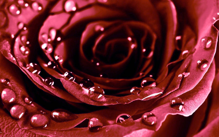 Macro Shot Beautiful Rose Hd Bloom Wallpaper