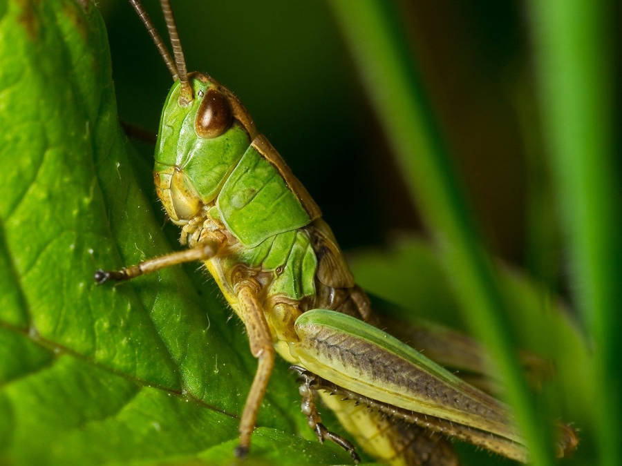 Macro Shot Grasshopper Wallpaper