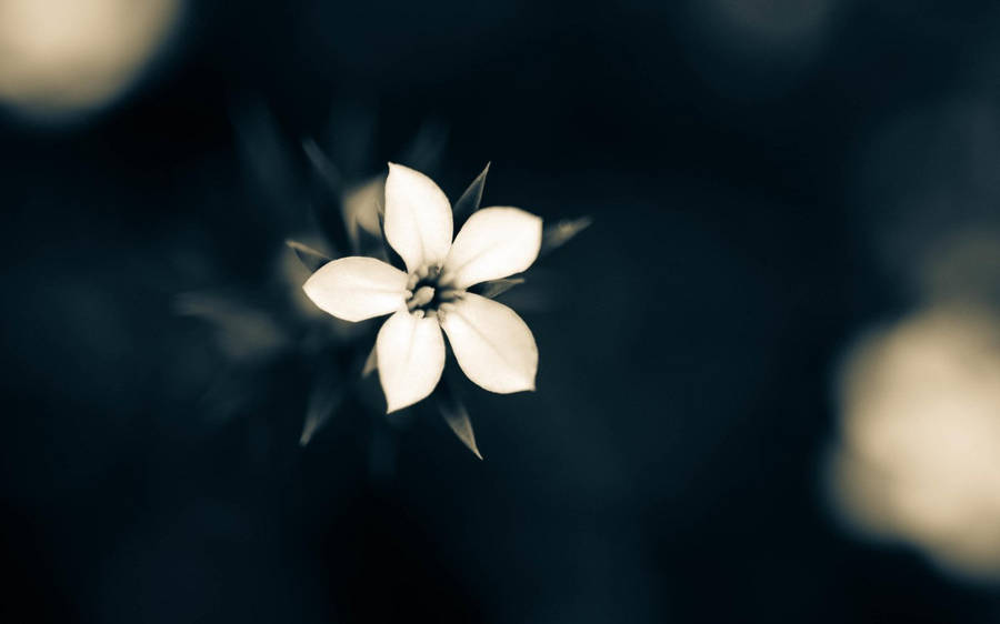 Macro White Flower Wallpaper