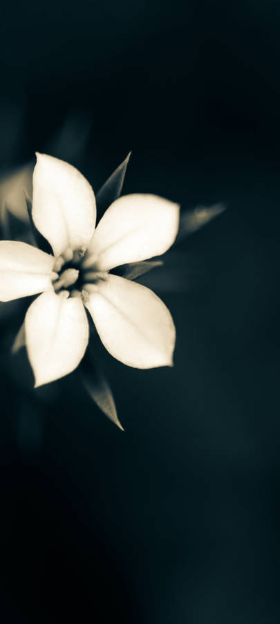 Macro White Flower Plant For Iphone Wallpaper