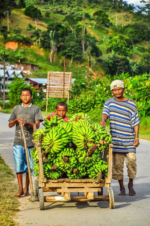 Madadascar Banana Vendor Wallpaper