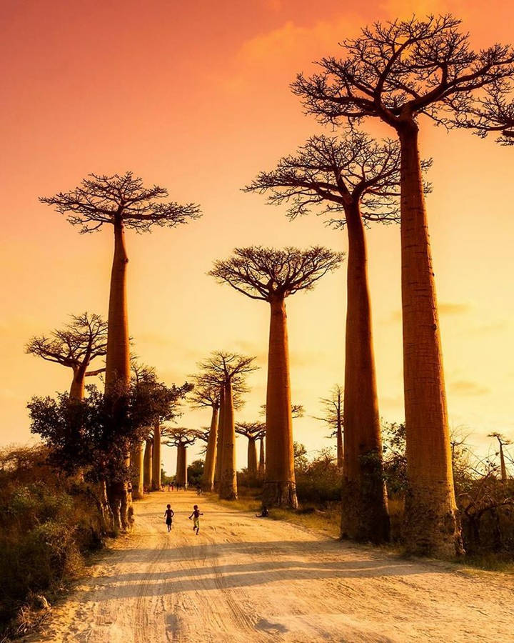 Madadascar Baobabs At Sunset Wallpaper