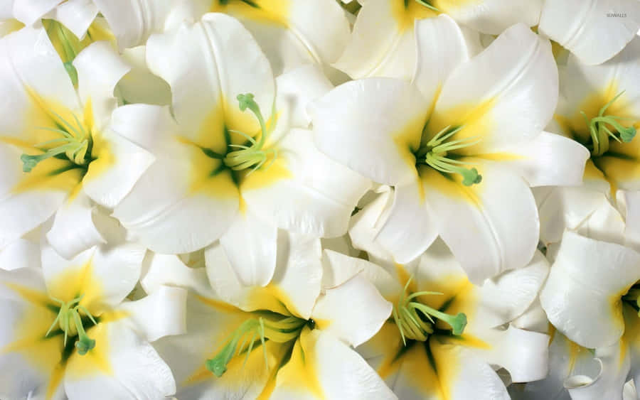 Madonna Lily Fresh Flowers Wallpaper