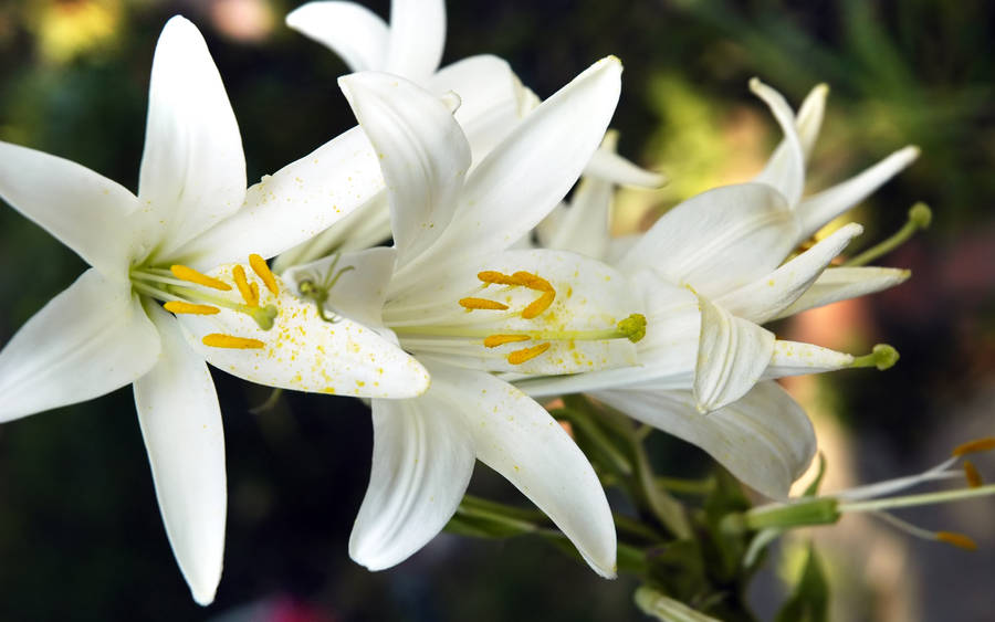 Madonna White Lilies Wallpaper