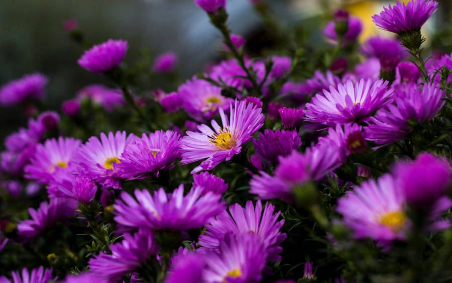 Magenta Aster Purple Flower Wallpaper