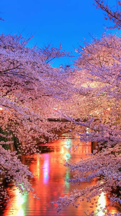 Magical Night View Of Cherry Blossom In Full Bloom Wallpaper