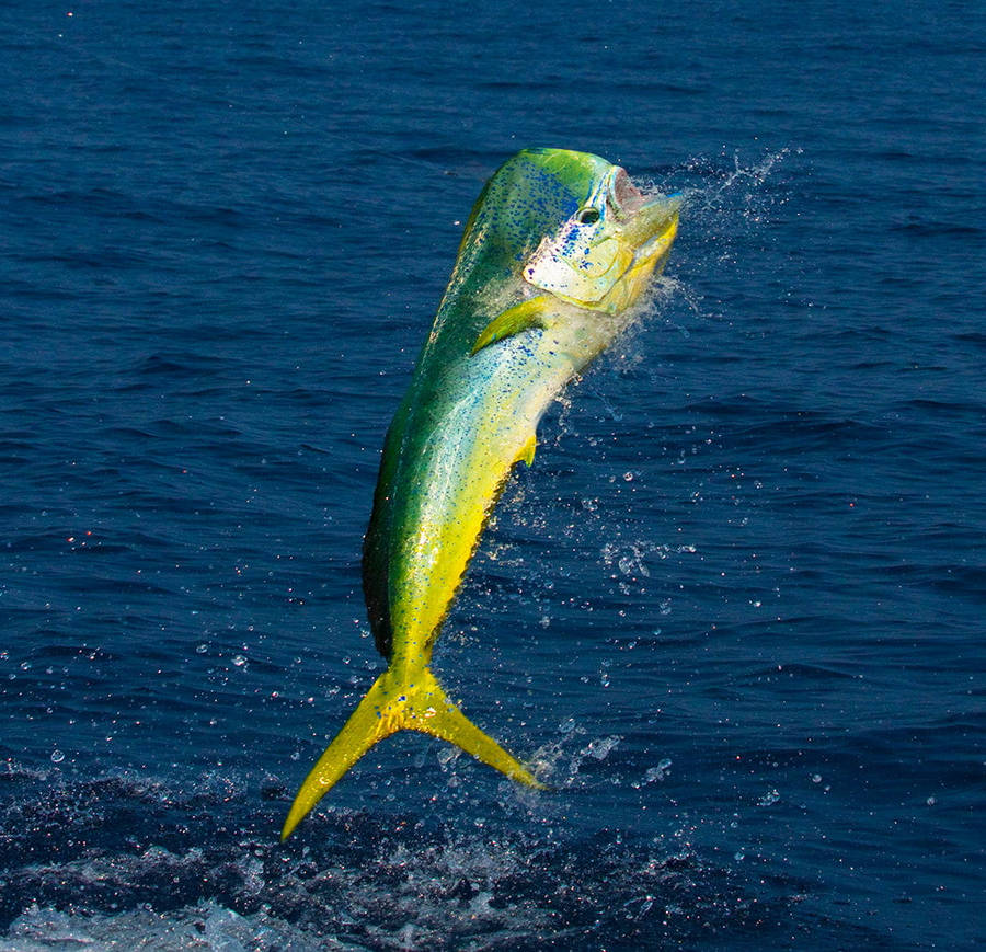 Mahi-mahi On A High Jump Wallpaper