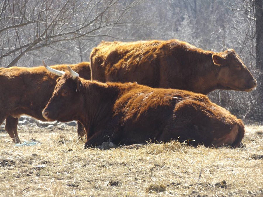 Mahogany Red Oxen Wallpaper