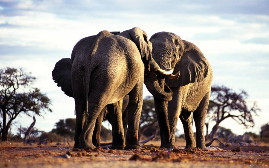 Majestic African Elephant In Its Natural Habitat Wallpaper