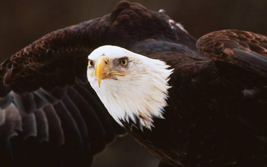 Majestic American Bald Eagle In Flight Wallpaper