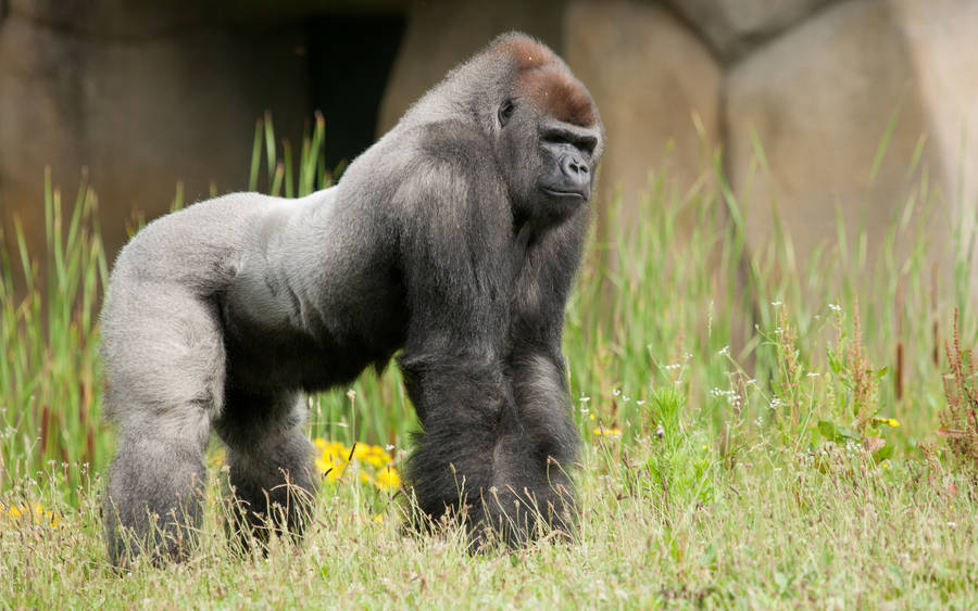 Majestic And Powerful Silverback Gorilla Wallpaper