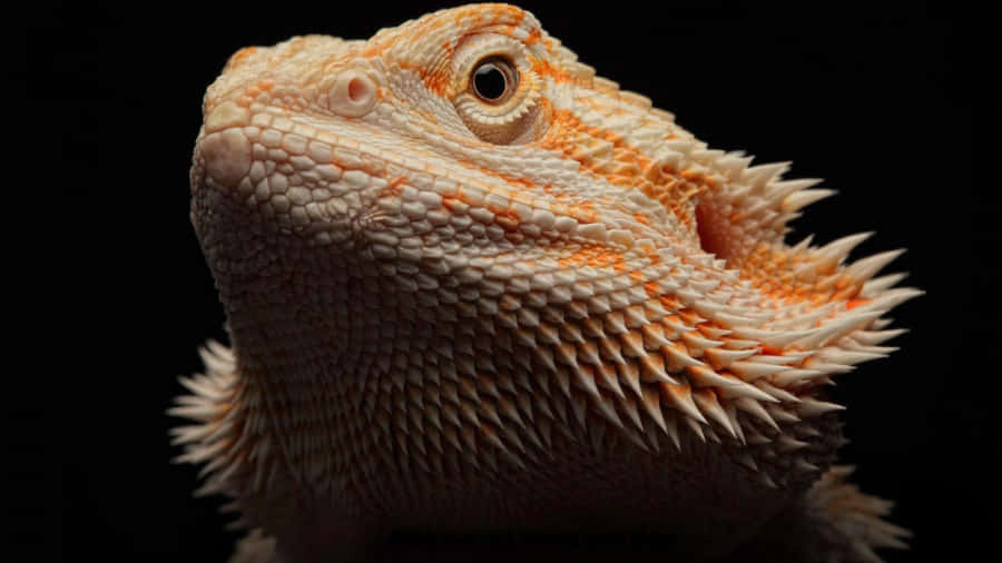 Majestic Bearded Dragon Portrait Wallpaper