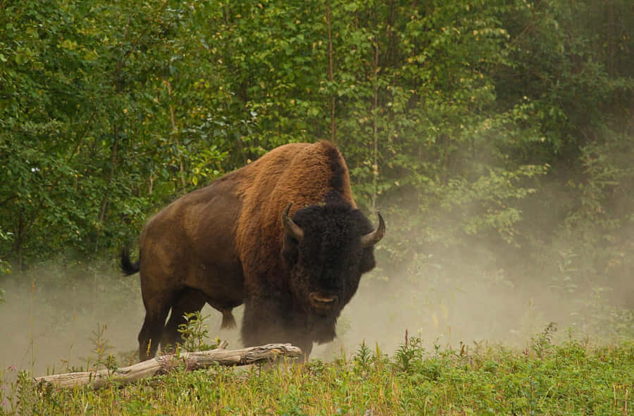 Majestic Bisonin Misty Wilderness.jpg Wallpaper