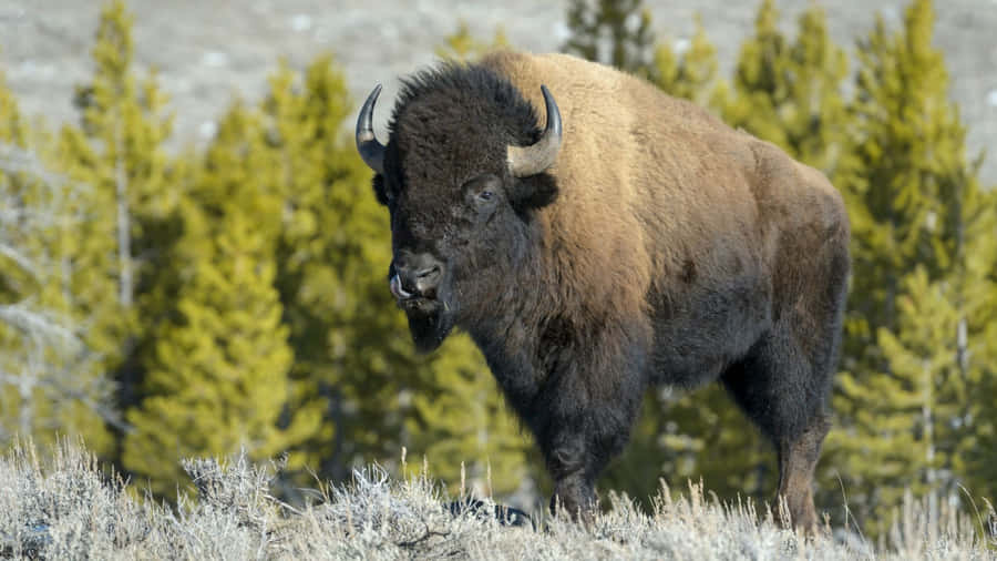 Majestic Bisonin Wilderness Wallpaper