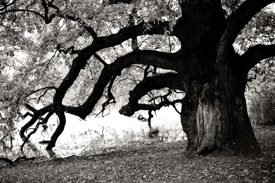 Majestic Black And White Tree Wallpaper
